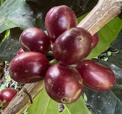 Sidra Purple Coffee Seeds (Coffea arabica var. Sidra) – Certified Heirloom Specialty Coffee Beans for Planting