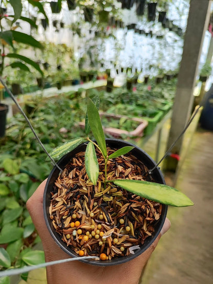 Rare Hoya Sigillatis Variegated (Hoya sigillatis 'Variegated') – Stunning Variegated Silver Foliage Tropical Wax Plant Cutting / Rooted Node