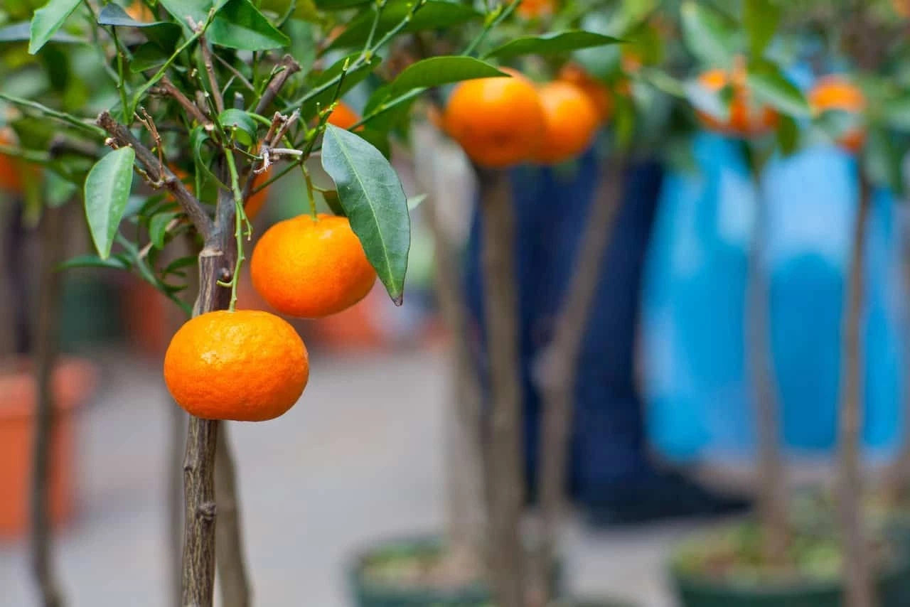 Fallglo Citrus Seeds (Citrus Natsudaidai) – Certified Heirloom Tangelo Hybrid Fruit Crop for Planting