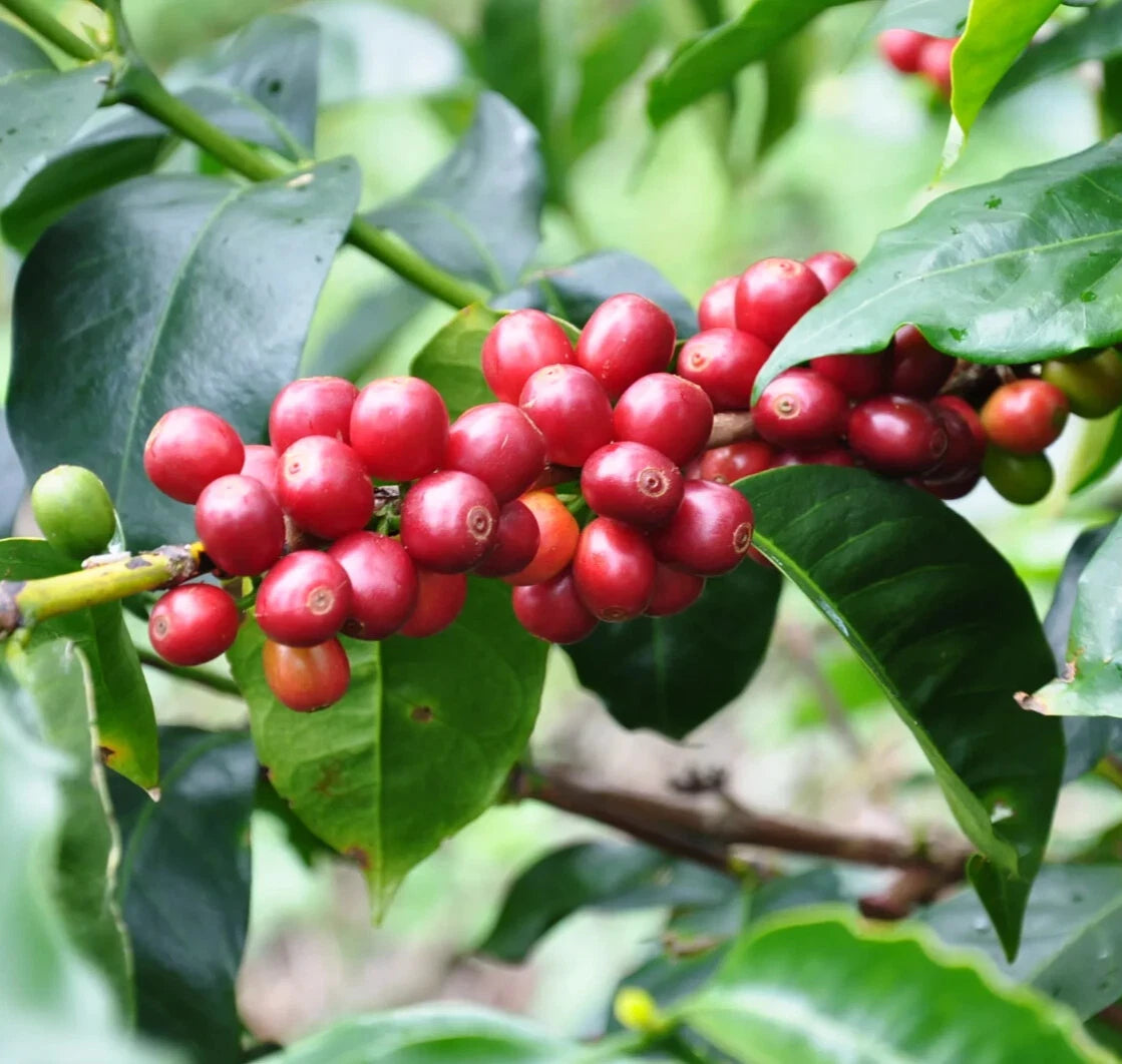 120+ Ruiru 11 Coffee Seeds (Coffea sp. / Premium Disease-Resistant Arabica Coffee Cultivar Bean Seeds) – Premium Botanical Specimen Plant Seeds for Planting