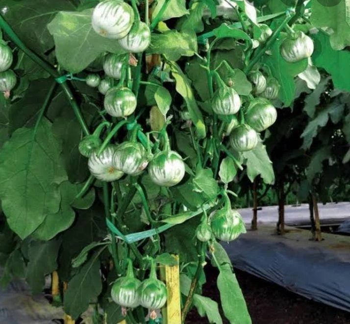 Round Green Thai Eggplant (Solanum melongena) – 1,000+ Premium Seeds