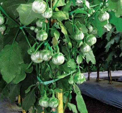 Round Green Thai Eggplant (Solanum melongena) – 1,000+ Premium Seeds