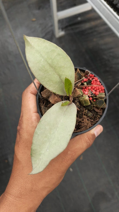 Hoya Mitrata Pearl Gold Rare Tropical Indoor Outdoor Wax Plant – Premium Certified Rare Hoya Cuttings/Seeds for Planting