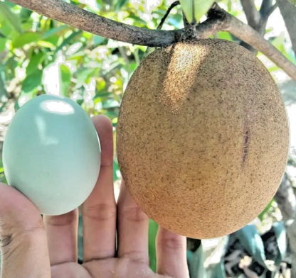 35+ Fresh Giant Sapodilla Seeds (Manilkara zapota var. Jumbo Sapodilla) – Premium Sweet Tropical Fruit Tree Seeds for Planting