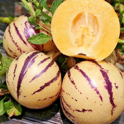 500+ Golden Pepino Seeds | Solanum muricatum | Melon Pear Fruit Seeds | Sweet Exotic Fruit Plant