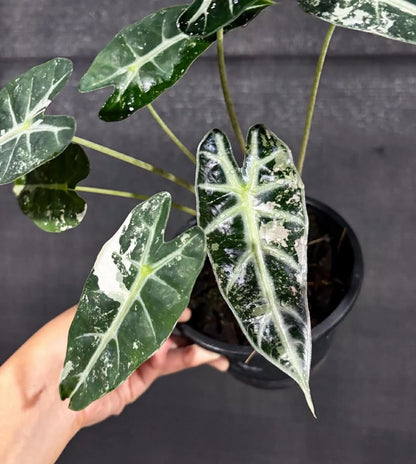 Alocasia bambino 'Variegated' - Rare Tropical Aroid