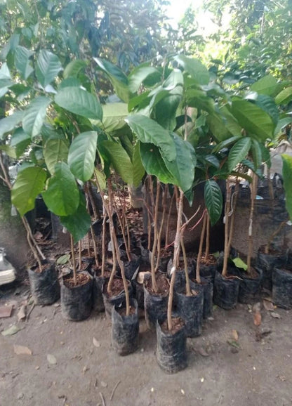 Grafted Longkong Duku Fruit Tree - Premium Tropical Fruit Plant
