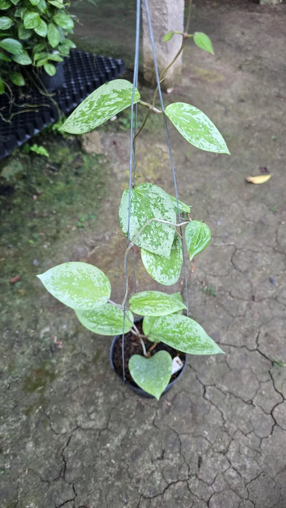 Rare Hoya Glabra Snowflake (Medium Size) - Premium Real Picture Exotic Tropical Wax Plant