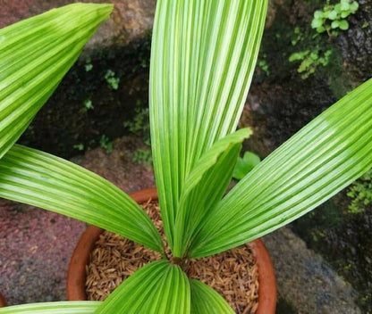 Johannesteijsmannia altifrons (Joey Palm) – Iconic Rare Tropical Palm