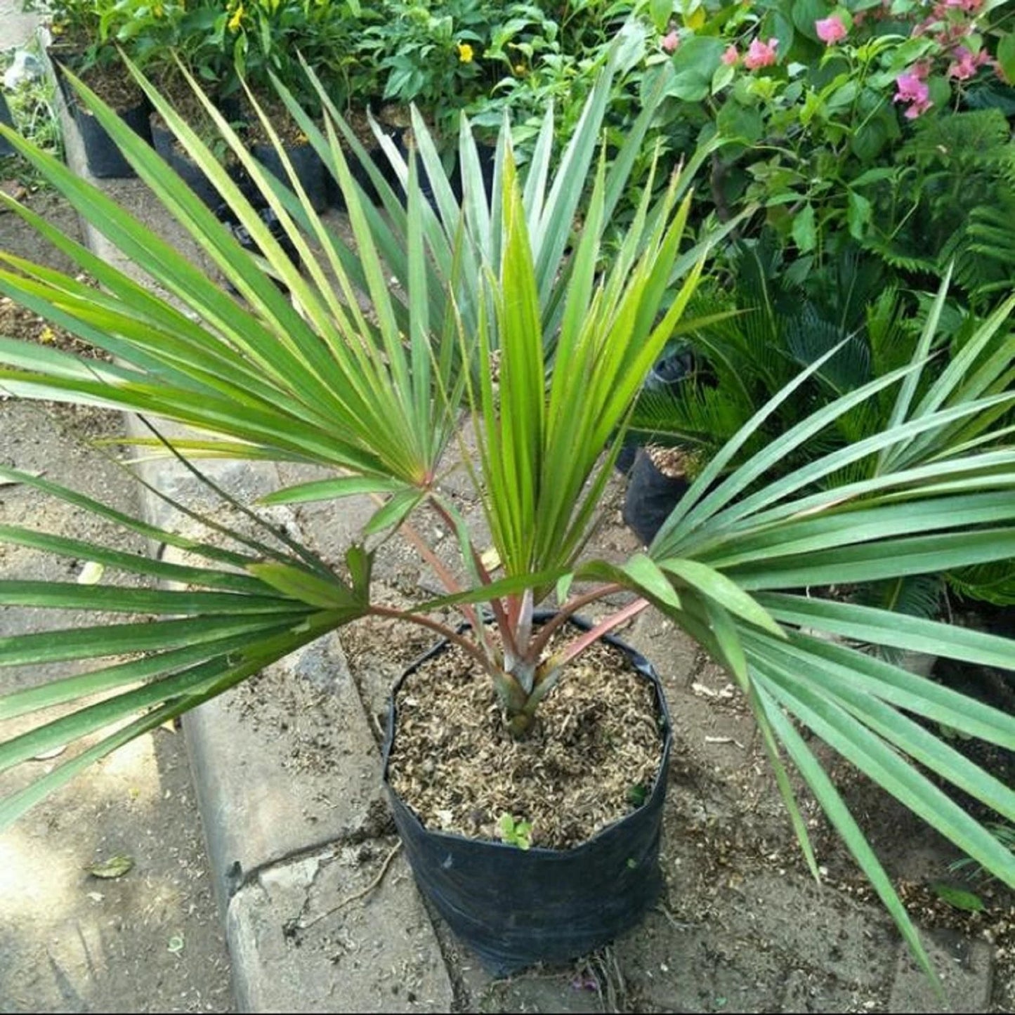 Red Latan Palm (Latania loddigesii) - Rare Exotic Tropical Specimen