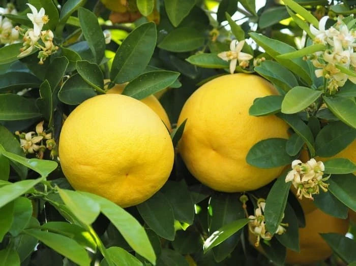 Hime-Kawachi Bankan Citrus Seeds (Citrus Kawachiensis) – Certified Heirloom Japanese Citrus Fruit Crop for Planting
