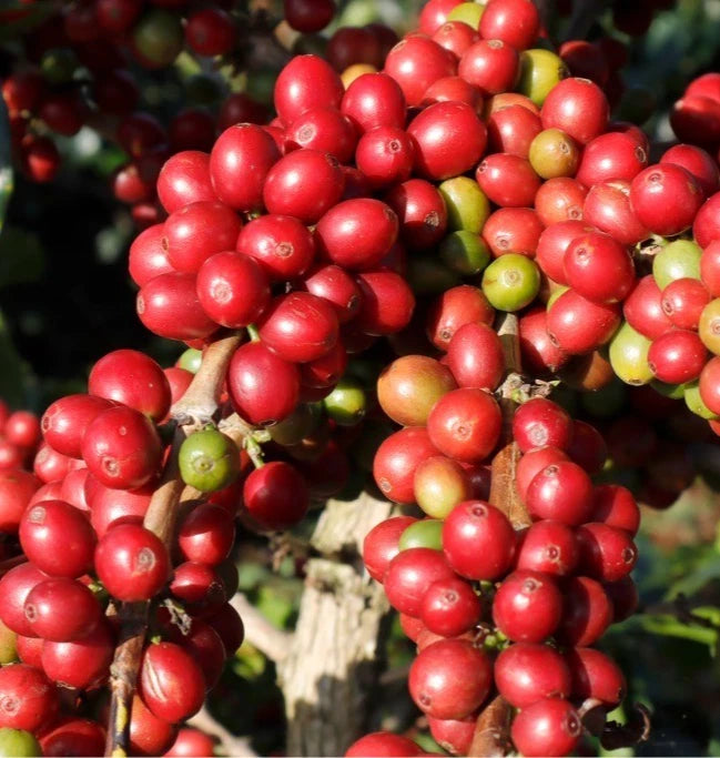 Andungsari Coffee Seeds (Coffea arabica) – 120 Pcs Premium Certified High-Yield Indonesian Arabica Seeds for Planting