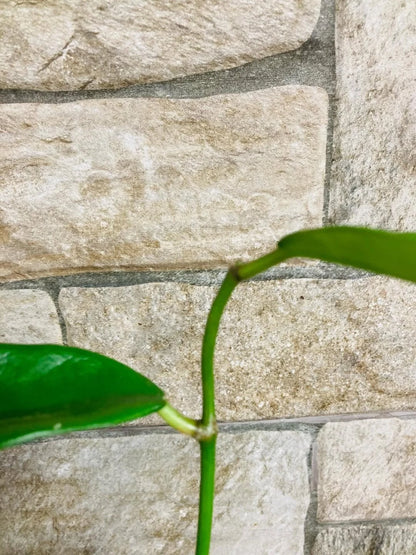 Hoya Meliflua Live Plant - Rare Tropical Wax Plant