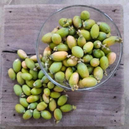50+ Melinjo Seeds (Gnetum gnemon) – Premium Tropical Gymnosperm, Edible Nut & Leaf Vegetable Tree Seeds for Planting