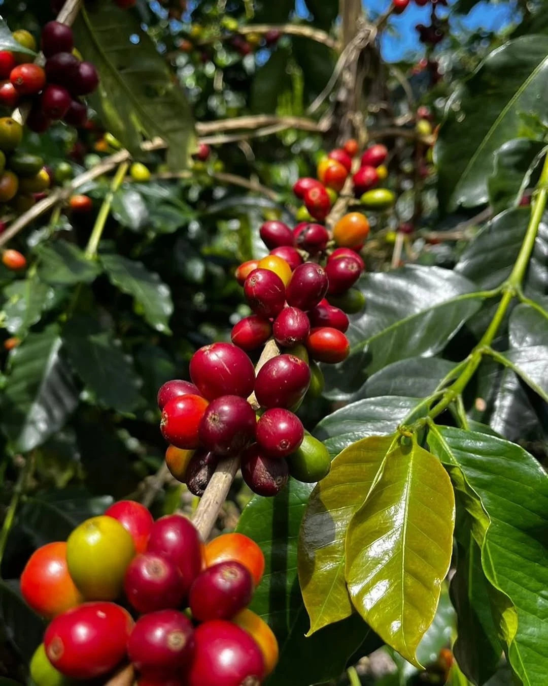 Premium SL28 Coffee Seeds (Coffea arabica var. SL28) – Elite Kenyan Heirloom Specialty Coffee Bean Seeds for Planting (30+ Pcs)