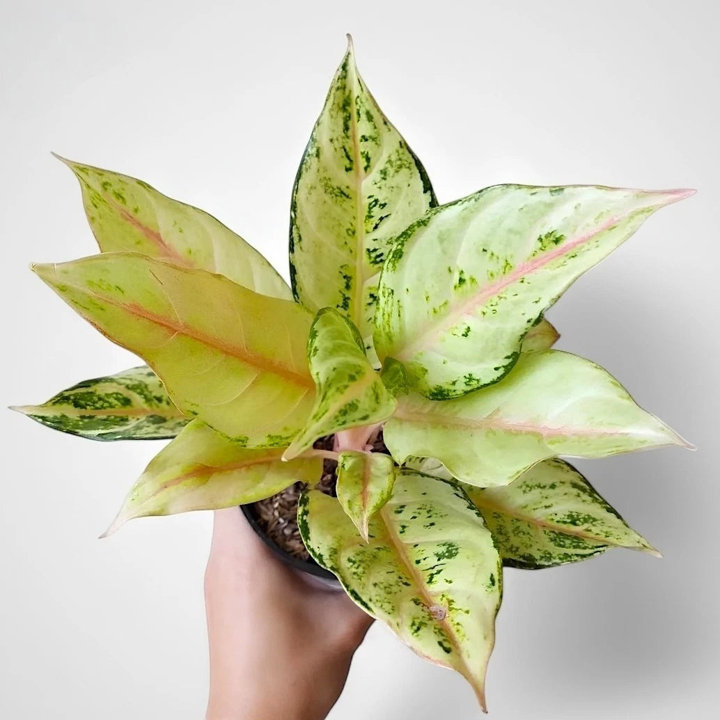 Aglaonema 'Lucky Frozen' - Cool & Sophisticated Tropical Houseplant