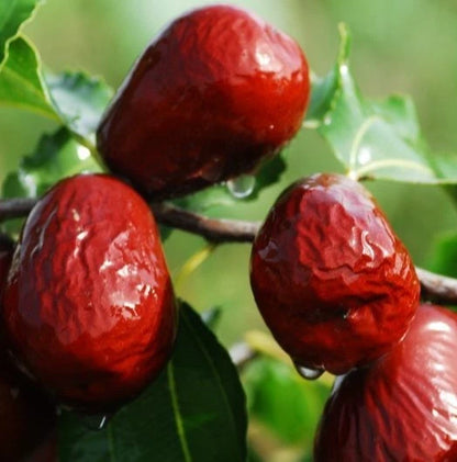Red Putsa Apple Seeds 120+ pcs (Ziziphus jujuba 'Putsa') – Premium Certified Asian Jujube / Indian Jujube Fruit Tree Plant Seeds for Planting