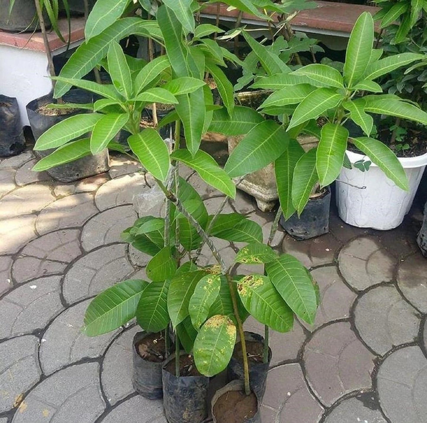 Premium Grafted Sweet Mango Fruit Tree - Fast Fruiting Tropical Mango Plant