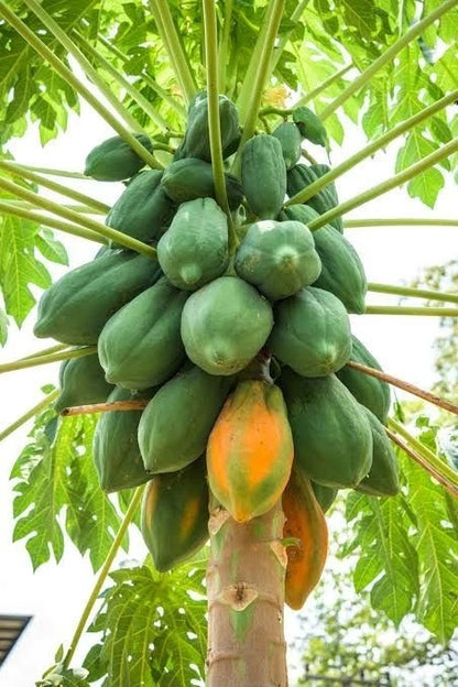 Big Bangkok Papaya Seeds (Carica papaya) – 150 Premium Red Pawpaw Seeds