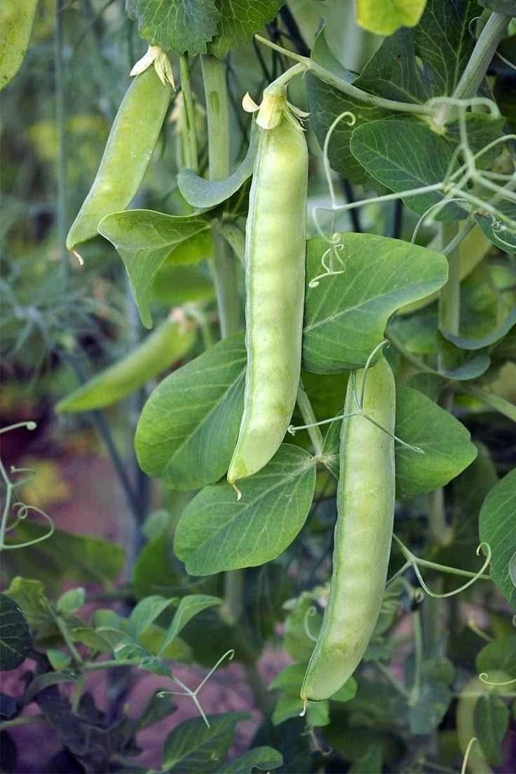 125+ Bean Seeds – Bundling 5 Cultivar Garden Package Certified Heirloom Vegetable Seeds for Planting