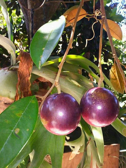 Purple Star Apple Seeds (Chrysophyllum cainito) – 40+ Premium Fresh Exotic Purple Star Apple / Caimito Seeds for Planting