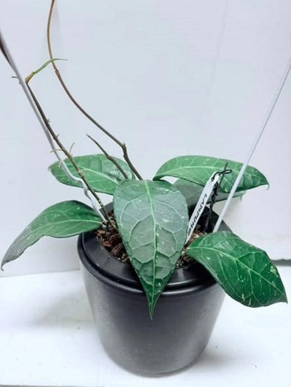 Hoya sp. 'Lampung' – Rare Exotic Tropical Wax Vine