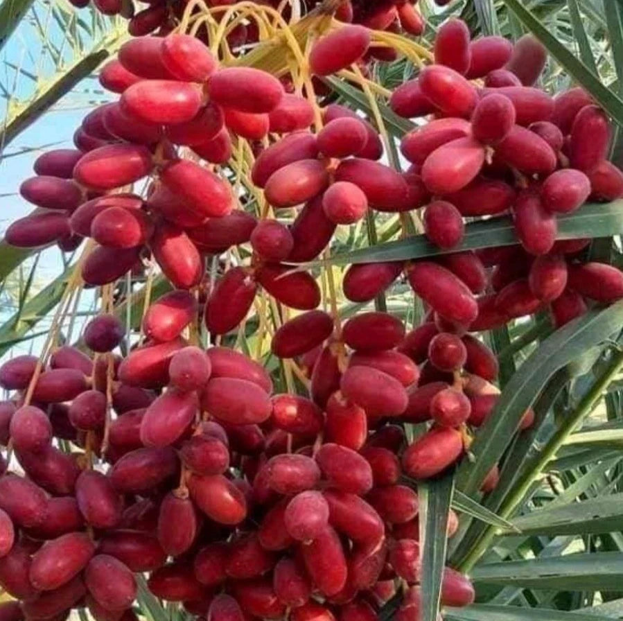 Anbara Red Strain Date Palm Seeds (Phoenix dactylifera) – 35 Premium Rare Madinah Red Date Seeds