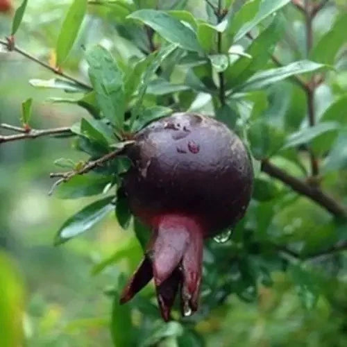 Black Pomegranate Seeds (Punica granatum var. Black Pomegranate) – Rare Dark Ruby Fruit Seeds for Planting (100+ Pcs)