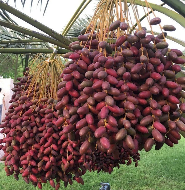 Sayer Date Palm Seeds (Phoenix dactylifera) – 35 Premium Arabian Rich Toffee-Sweet Sa'ir Date Seeds
