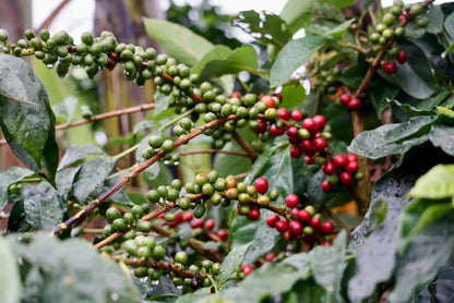 Mundo Novo Coffee Seeds (Coffea arabica var. Mundo Novo) – Premium Certified High-Yield Specialty Gourmet Coffee Bean Seeds for Planting (120 Pcs)