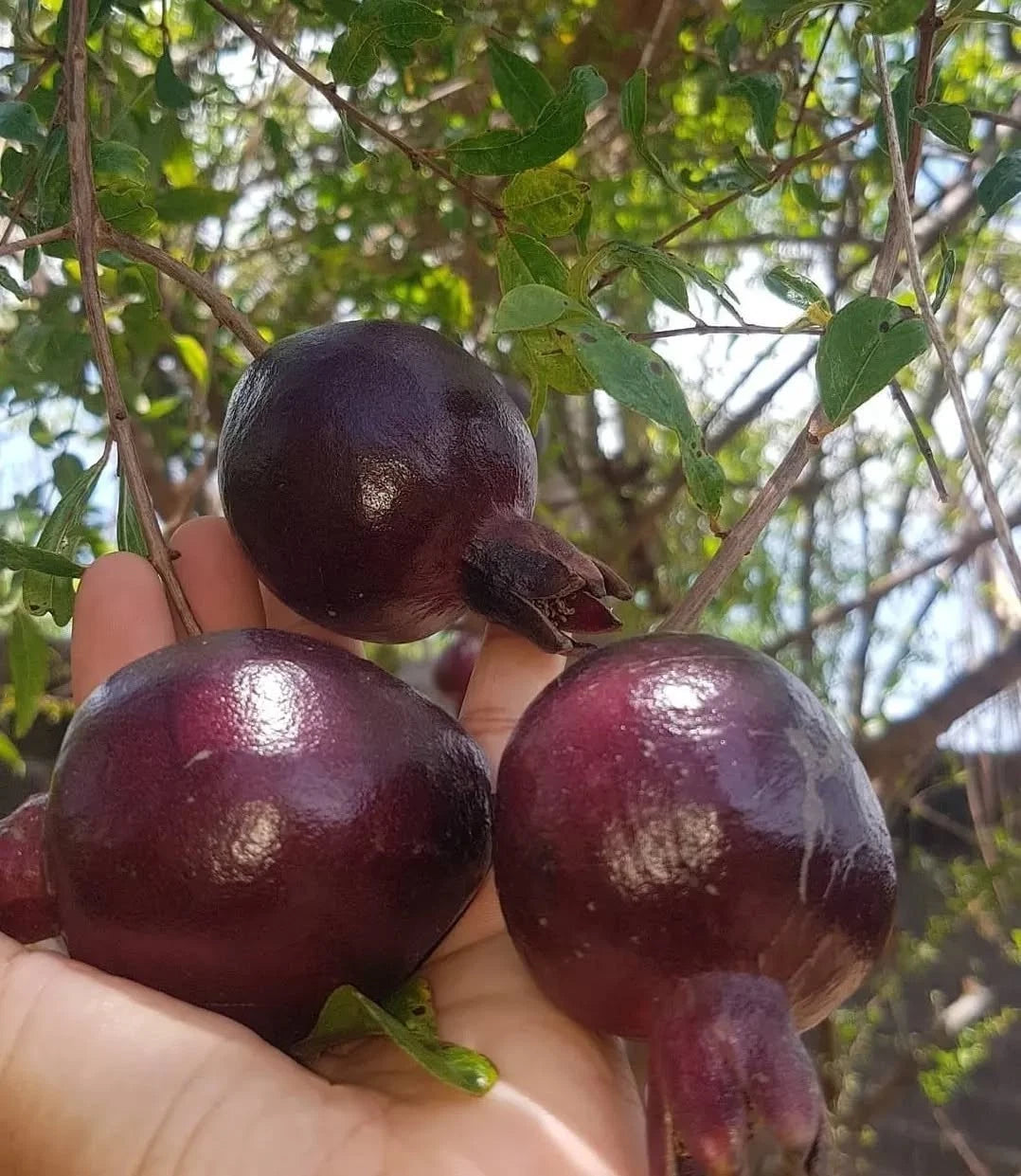 1,000++ Purple Pomegranate (Punica granatum) Seeds – Rare Tropical Fruit Orchard Starter