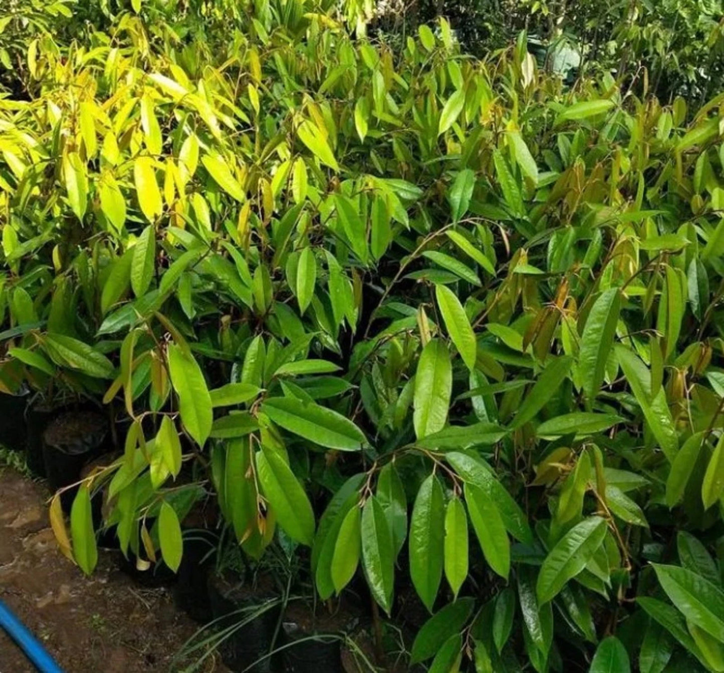 Rare Red Durian (Durio graveolens) - Premium Grafted Exotic Fruit Tree