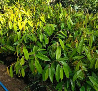 Rare Red Durian (Durio graveolens) - Premium Grafted Exotic Fruit Tree
