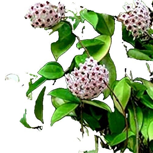 Hoya Stenakei ‘Dark SP Papua’ | Rare Tropical Wax Plant | Indoor Outdoor Hoya | Exotic Collector Plant