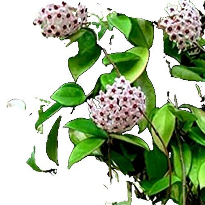 Hoya Stenakei ‘Dark SP Papua’ | Rare Tropical Wax Plant | Indoor Outdoor Hoya | Exotic Collector Plant