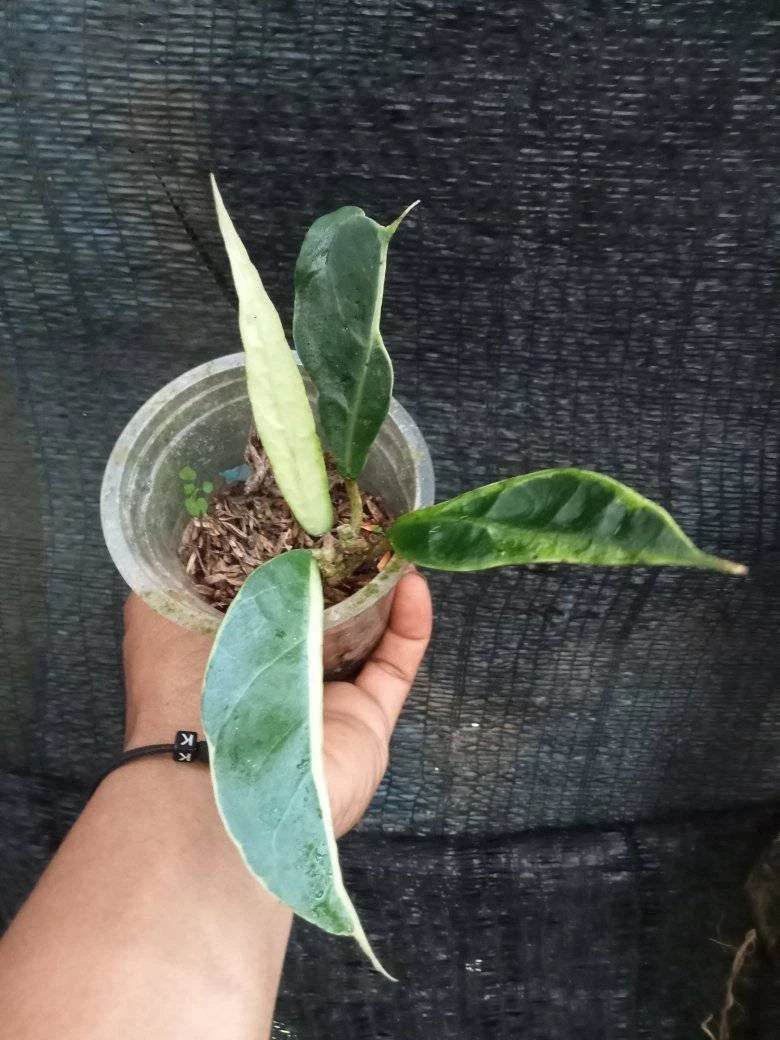 Premium Hoya Verticillata Albomarginata Live Plant (Hoya verticillata 'Albomarginata') – Rare Tropical Wax Plant Specimen with Variegated Foliage for Indoor & Outdoor Display