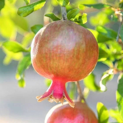Salavatski Pomegranate Seeds (Punica granatum 'Salavatski') – Premium Fresh Cold-Hardy Russian Sweet Salavatski Pomegranate Seeds for Planting