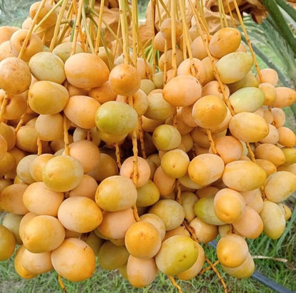 Barhi Date Palm Seeds (Phoenix dactylifera 'Barhi') – 35 Premium Fresh Ultra-Sweet Golden Honey Barhee Date Seeds