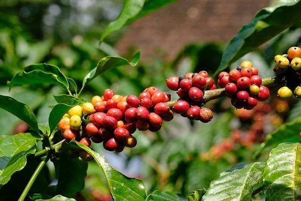 Robusta Coffee Seeds (Coffea canephora) – Certified High Yield Plantation Crop Seeds for Planting