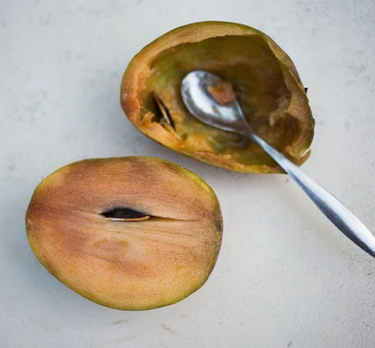 Premium Krasue Variety Sapodilla Seeds (Manilkara zapota var. Krasue) – Sweet Tropical Chico Zapote Fruit Tree Seeds for Planting (35+ Pcs)