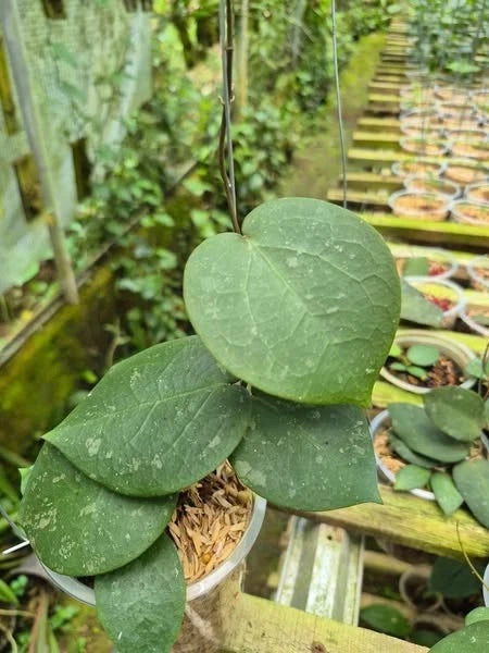 Hoya Verticillata x Imbricata Dark Form Tropical Indor Outdor Wax Plant