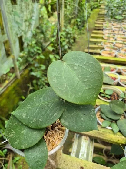 Hoya Verticillata x Imbricata Dark Form Tropical Indor Outdor Wax Plant