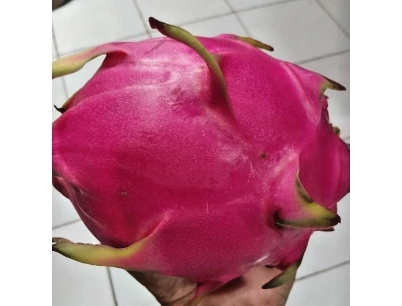 Giant Red Dragon Fruit Seeds (Hylocereus costaricensis) – 5.000+ Premium Big Giant Seeds