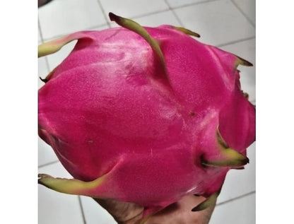 Giant Red Dragon Fruit Seeds (Hylocereus costaricensis) – 5.000+ Premium Big Giant Seeds