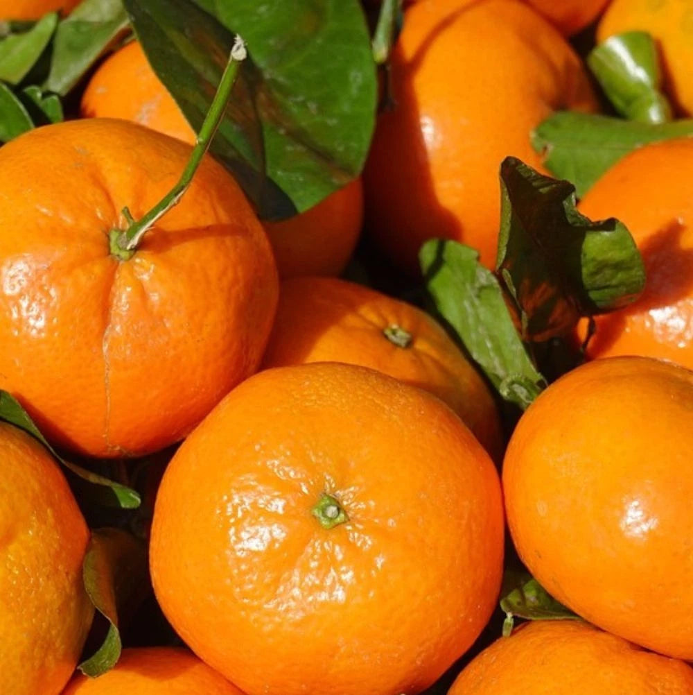 Ponkan Orange Seeds (Citrus reticulata) – 100 Premium Sweet Mandarin Seeds
