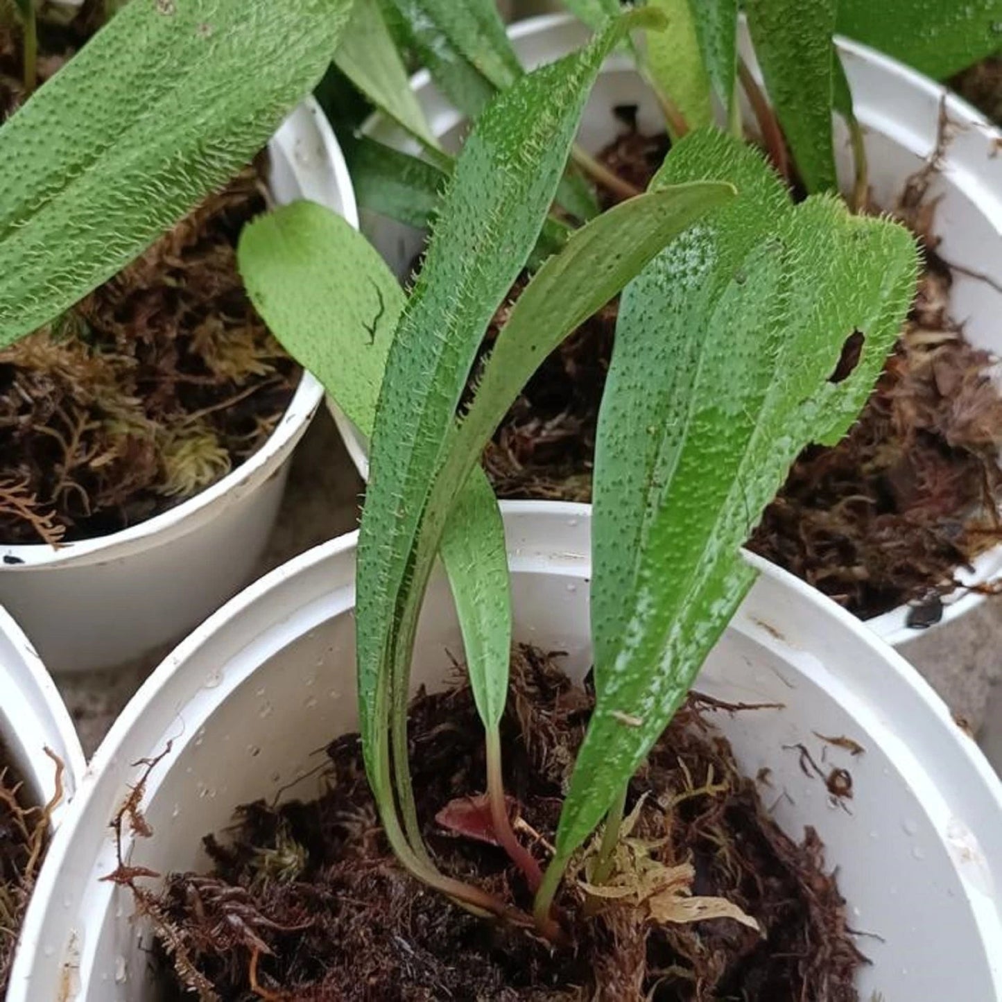 Homalomena hasei 'Sumatera' - Rare Tropical Aroid