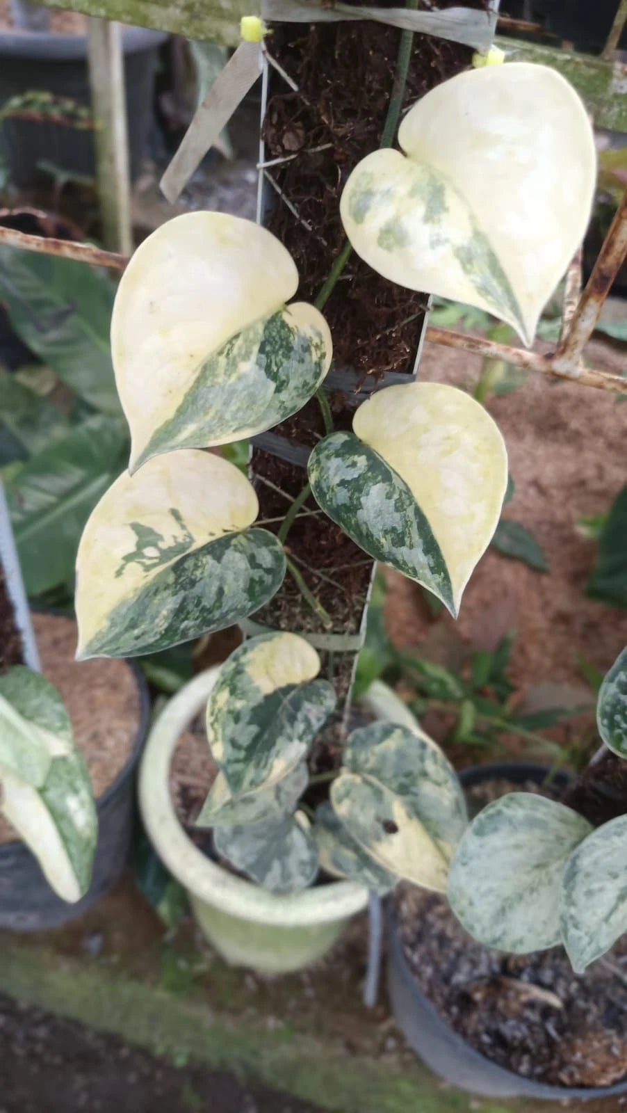 Rare Scindapsus Maripos Variegated Live Plant - Exotic Tropical Foliage