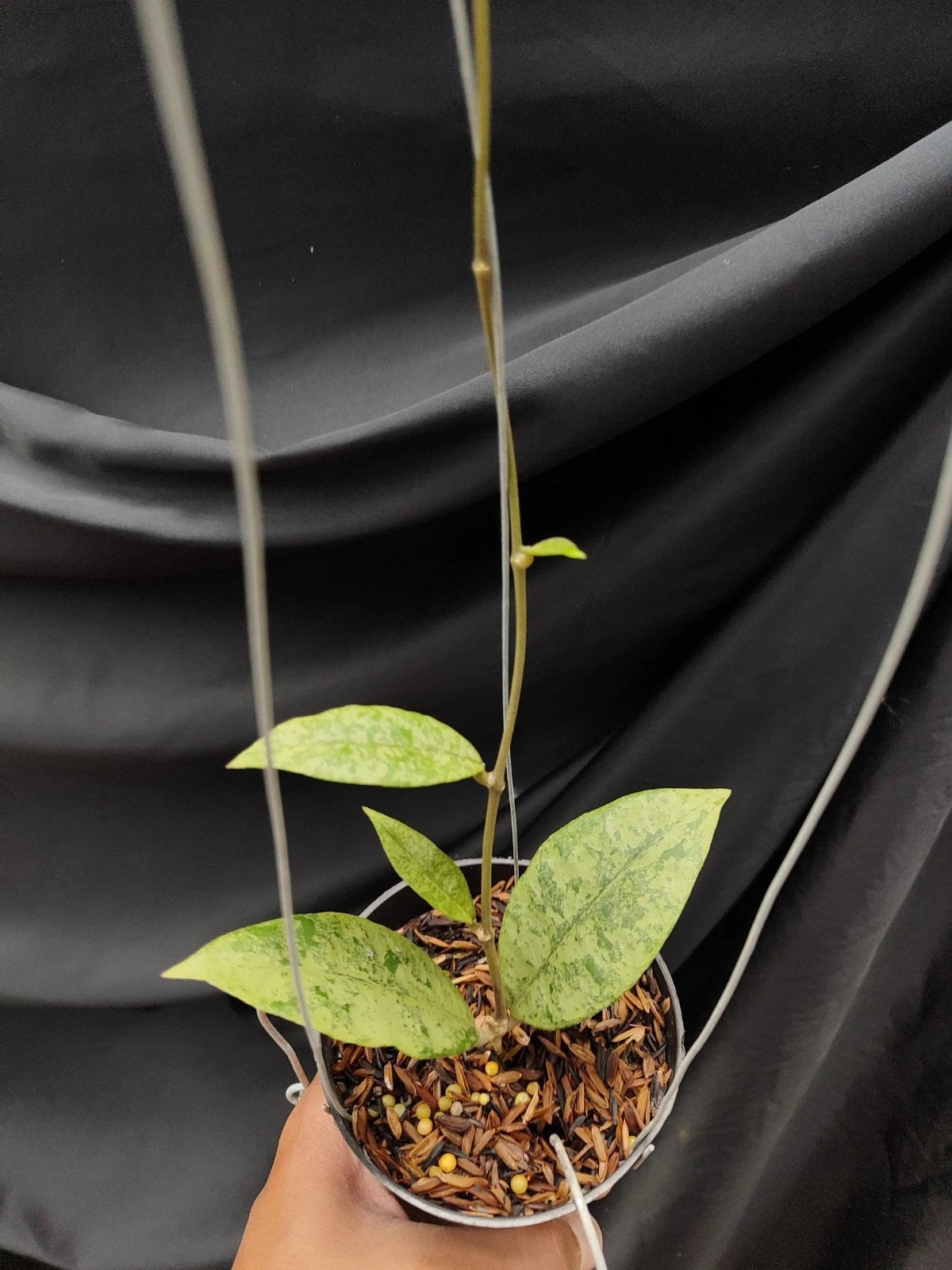 Hoya Finlaysonii Panggha Silver Rare Tropical Indoor Outdoor Wax Plant – Premium Rare Veined Foliage Wax Plant Climbing & Trailing Vine Specimen for Indoor & Outdoor Display