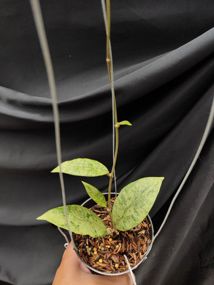 Hoya Finlaysonii Panggha Silver Rare Tropical Indoor Outdoor Wax Plant – Premium Rare Veined Foliage Wax Plant Climbing & Trailing Vine Specimen for Indoor & Outdoor Display