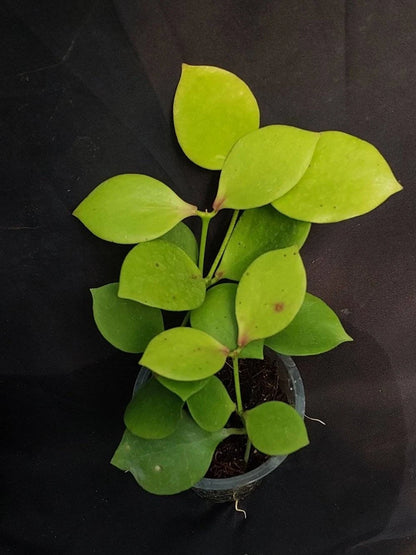 Hoya anulata (sp. Papua) – Rare Tropical Wax Plant